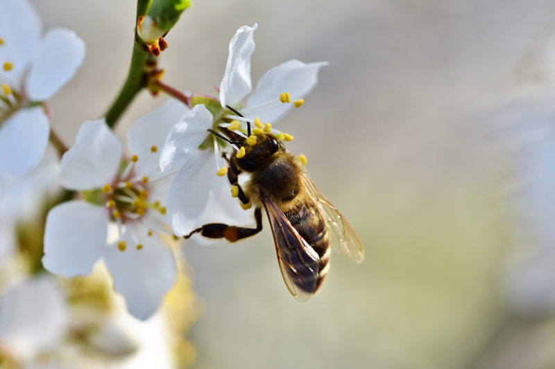 jardinerie-GATTIERES-min_bee-4092986